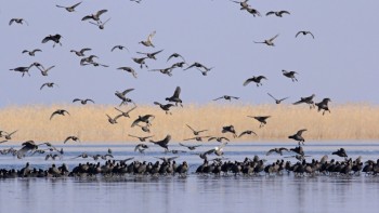 सिमसार अतिक्रमणले जैविक विविधतामा ह्रास